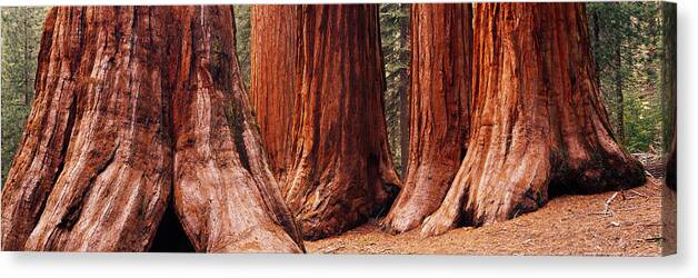 Photography Canvas Print featuring the photograph Trees At Sequoia National Park by Panoramic Images