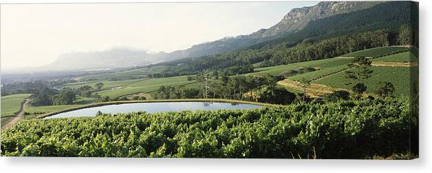 Photography Canvas Print featuring the photograph Vineyard With Constantiaberg Mountain by Panoramic Images