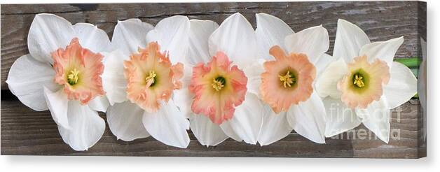 Pink Daffodils Canvas Print featuring the photograph Shades of Pink by Michele Penner