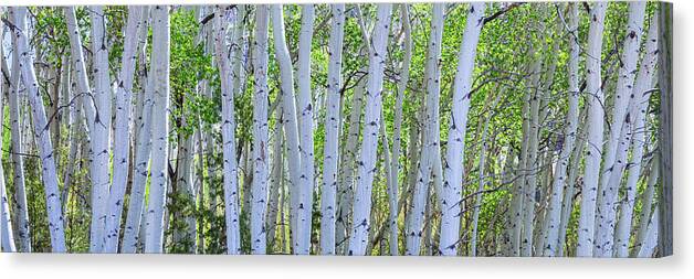 Panorama Canvas Print featuring the photograph White Wilderness Panorama by James BO Insogna