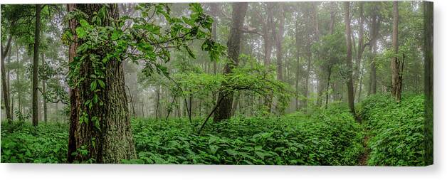 Appalachian Trail Canvas Print featuring the photograph Appalachian Trail Cuts Through a Foggy Grove by Kelly VanDellen