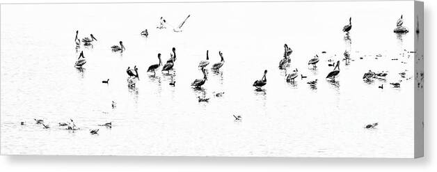 Nature Canvas Print featuring the photograph Bird Party by Norma Warden
