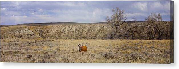 Hereford Canvas Print featuring the photograph Hereford Bull by Amanda Smith