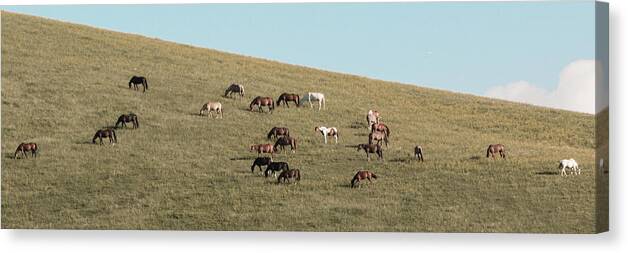 Horses Canvas Print featuring the photograph Horses On The Hill by D K Wall
