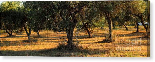 Symbol Canvas Print featuring the photograph Olive Grove 2 by Angela Rath