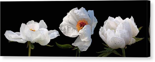 White Tree Peony Canvas Print featuring the photograph Raindrops on White Peonies Panoramic by Gill Billington