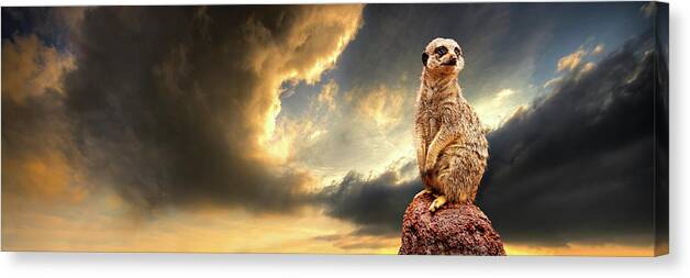 Meerkat Canvas Print featuring the photograph Sentry Duty by Meirion Matthias