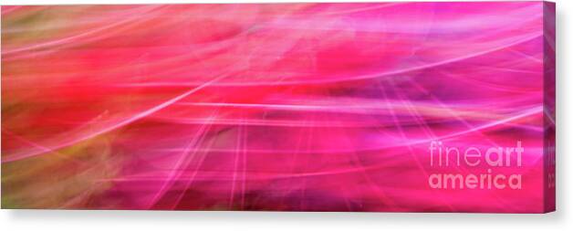 Purple Canvas Print featuring the photograph Spider Lily Bottom by Cheryl McClure
