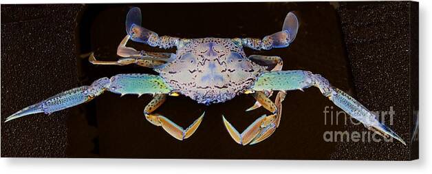 Surrealistic Canvas Print featuring the photograph Surreal Crab. Exclusive Original stock Surreal and Abstract Photo Art digital download. by Geoff Childs