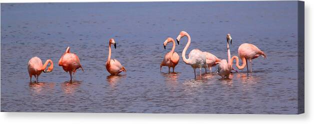 Greater Flamingo Canvas Print featuring the photograph Wild Flamingos by Karen Lindquist