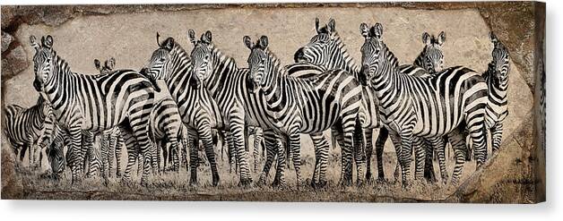 Africa Canvas Print featuring the photograph Zebra Herd Rock Texture Blend Wide by Mike Gaudaur