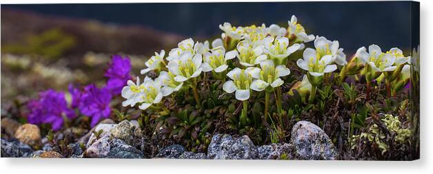 Alpine Canvas Print featuring the photograph Alpine Flower Bed by White Mountain Images