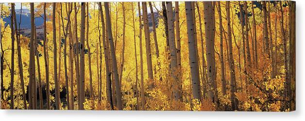 Photography Canvas Print featuring the photograph Aspen Trees In Autumn, Colorado, Usa by Panoramic Images