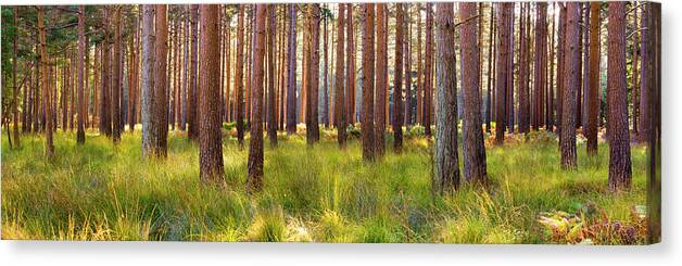 Dorset Canvas Print featuring the photograph Interior Of Pine Forest, Dorset, Uk by Travelpix Ltd