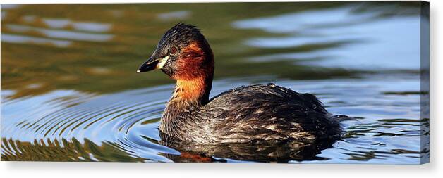  Bird Canvas Print featuring the photograph Little Grebe in pond by Grant Glendinning