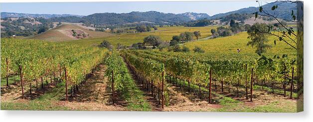 Scenics Canvas Print featuring the photograph Napa Valley Vineyard Panorama by Leezsnow