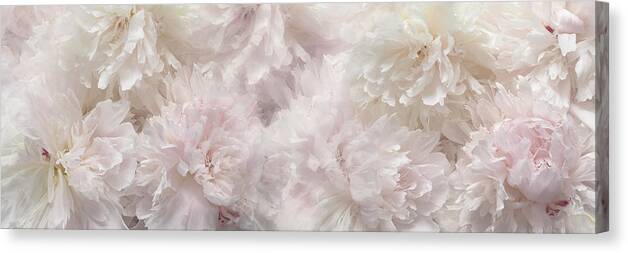 Close-up; Canvas Print featuring the photograph Peonies by Heidi Westum