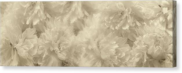 Close-up; Canvas Print featuring the photograph Peonies Ll by Heidi Westum