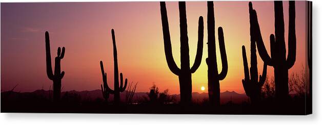Photography Canvas Print featuring the photograph Silhouette Of Saguaro Cacti Carnegiea by Panoramic Images