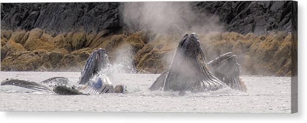 Whales Canvas Print featuring the photograph Cruising the Shoreline by Michael Rauwolf