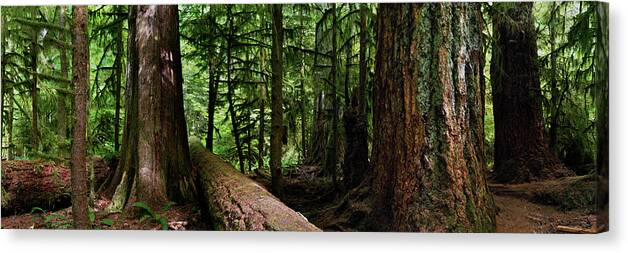 617 Canvas Print featuring the photograph Giants - Canada Pacific Rim Vancouver Island Rain Forest by Sonny Ryse