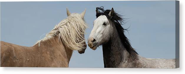 Panorama Canvas Print featuring the photograph Palomino and a Gray by Mary Hone