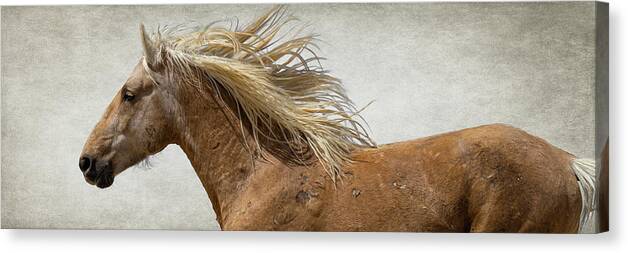 Wild Horses Canvas Print featuring the photograph Palomino Beauty by Mary Hone