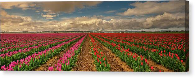 Tulips Canvas Print featuring the photograph Radial Colors by Dan Mihai