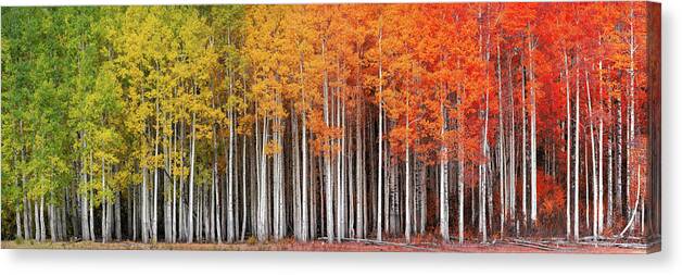 Aspen Canvas Print featuring the photograph Rainbow Grove by Dustin LeFevre