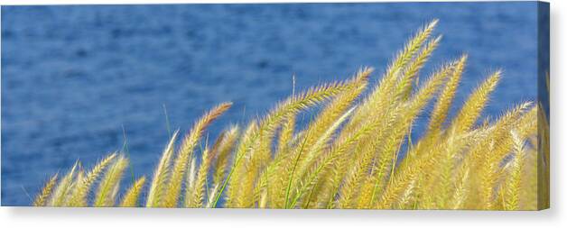 Blue Canvas Print featuring the photograph Seaside Grasses by SR Green