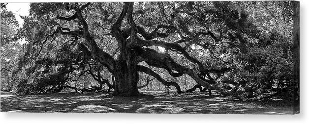 Angel Oak Canvas Print featuring the photograph Southern Angel Oak Tree by Louis Dallara