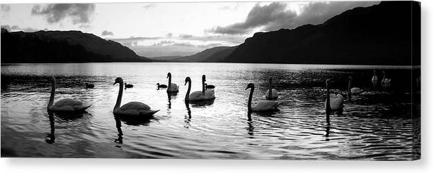 Panorama Canvas Print featuring the photograph Ullswater Swans Black and White Lake District by Sonny Ryse