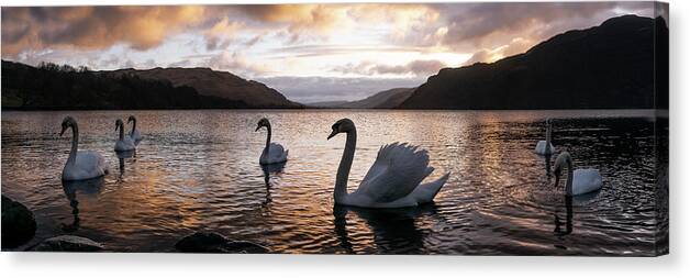 Panorama Canvas Print featuring the photograph Ullswater Swans Sunrise Lake District by Sonny Ryse