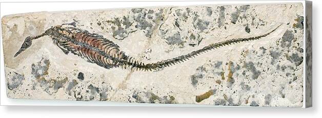 Mesosaurus Brasiliensis Canvas Print featuring the photograph Freshwater Dinosaur Fossil by Pascal Goetgheluck/science Photo Library