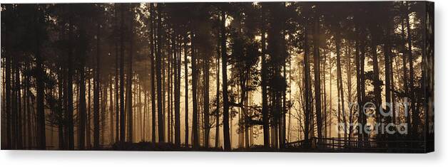 Sunrise Canvas Print featuring the photograph Woodland Sunrise Panorama by Ann Garrett