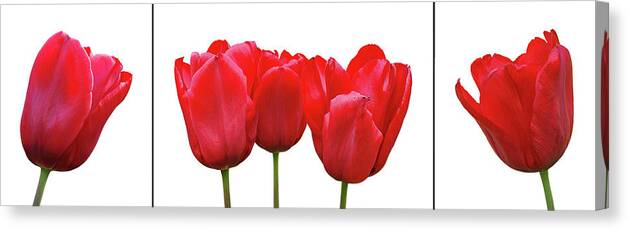 Red Tulip Canvas Print featuring the photograph Red Tulip Triptych on White by Gill Billington