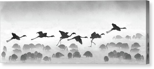 Photography Canvas Print featuring the photograph Flamingos Landing, Kenya #1 by Panoramic Images