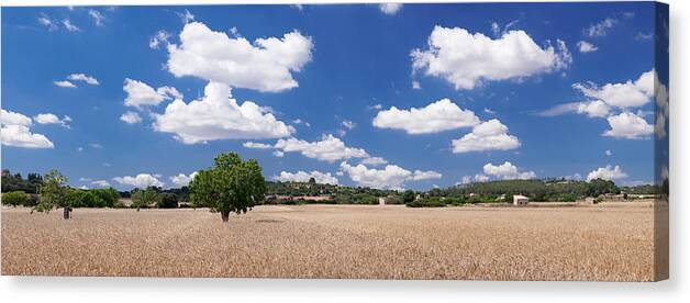Photography Canvas Print featuring the photograph Cornfield And Finca Near Sineu by Panoramic Images