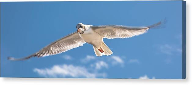 Bird Canvas Print featuring the photograph Feel the Freedom by Andreas Berthold