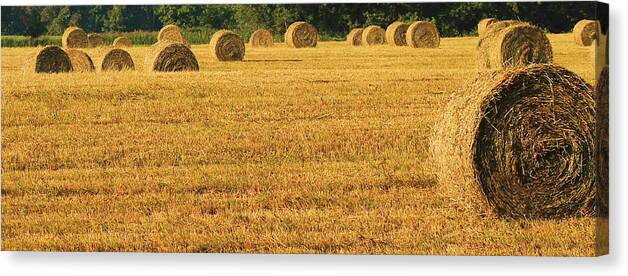 Landscape Canvas Print featuring the photograph First Cutting by Sarah Boyd