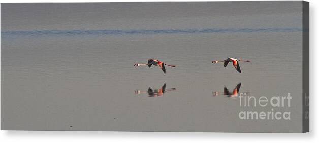 Heiko Canvas Print featuring the photograph Fly Fly Away My Pretty Flamingo by Heiko Koehrer-Wagner