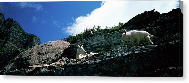 Photography Canvas Print featuring the photograph Low Angle View Of Two Mountain Goats by Animal Images