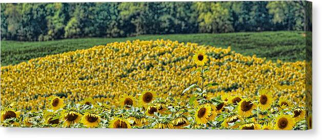 Sunflower Canvas Print featuring the photograph Standing out from the crowd by Kelley Nelson