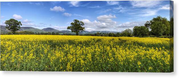 Sky Canvas Print featuring the photograph Summer Meadow by Ian Mitchell