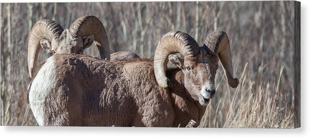 Big Horn Sheep Canvas Print featuring the photograph Working Together by Kevin Dietrich