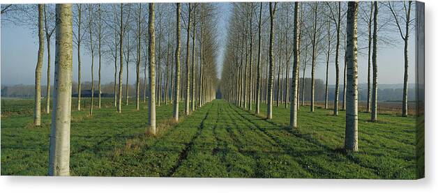 Mp Canvas Print featuring the photograph Cottonwood Populus Sp Plantation, France by Cyril Ruoso