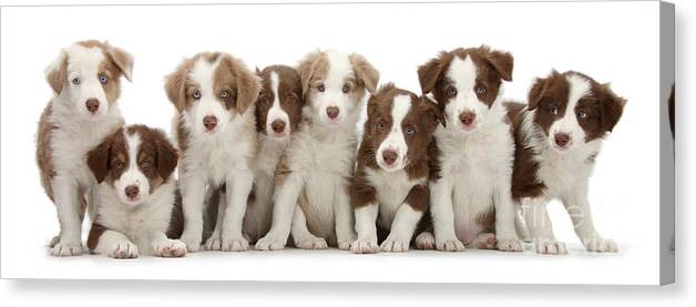 Border Collie Canvas Print featuring the photograph 8 Up Pups by Warren Photographic