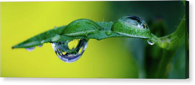 Water Drop Canvas Print featuring the photograph Buttercup Rain Drop by Crystal Wightman