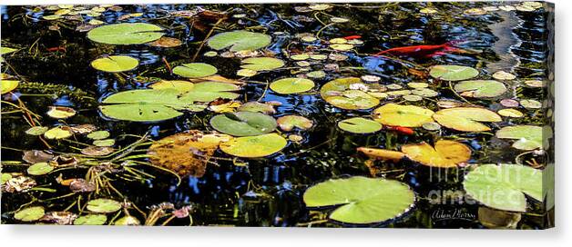 Lily Pad Canvas Print featuring the photograph Lily Pads by Adam Morsa