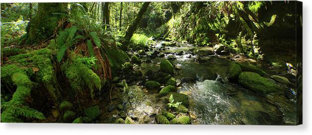 Adria Trail Canvas Print featuring the photograph Mossy Banks by Adria Trail